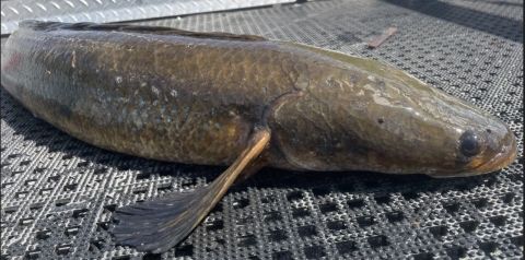 Non-native goldline snakehead fish collected during electrofishing surveys
