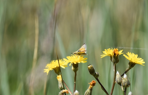 A small orange butterfly sits atop yellow flowers with tall, green grass in the background.