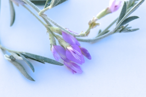 A close up image of a very small lavender colored flower.