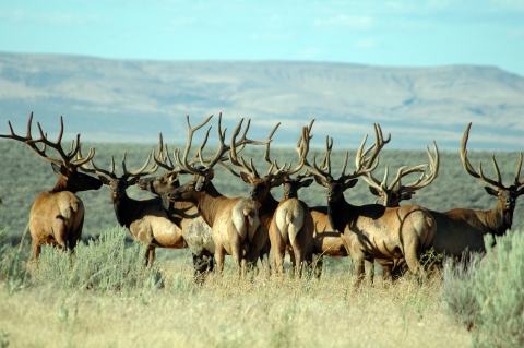 Hanford Reach National Monument Elk