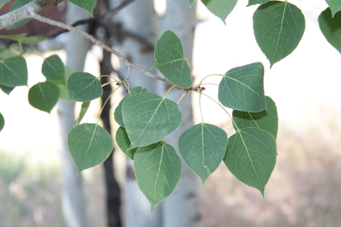 Leaves of the aspen tree