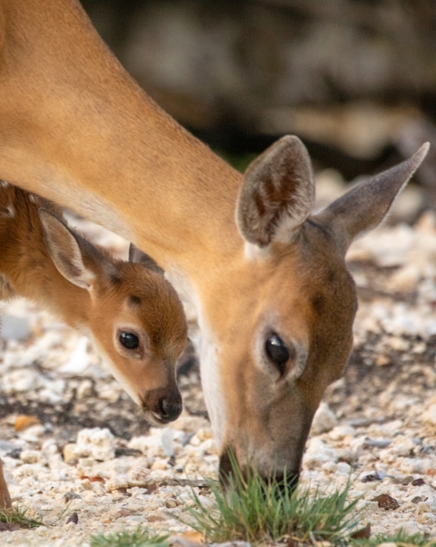 Key Deer doe grazes with newborn fawn.