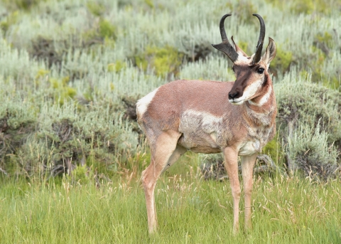 A pronghorn stands in tall grass surrounded by sagebrush at the Arapaho National Wildlife Refuge.