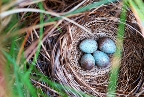 A nest of grasses and twigs holds four eggs, light blue with brown splotches concentrated on one end of each egg