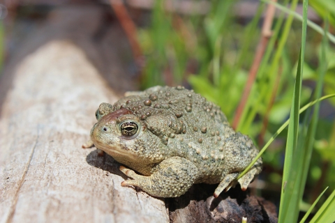 A Wyoming toad basks in the sun. It sits on a log next to green grasses.
