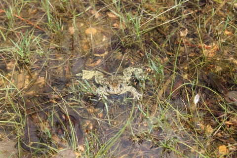 a Wyoming toad relaxes in shallow water surrounded by sparse grasses.