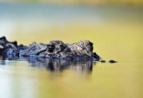 An alligator swims at Okefenokee Swamp