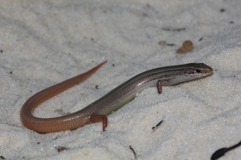Cedar Key mole skink in the sand.