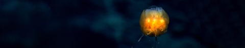 dandelion siphonophore floating in deep dark marine water