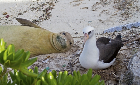Endangered monk seal nest to a Laysan albatross on a sandy shore