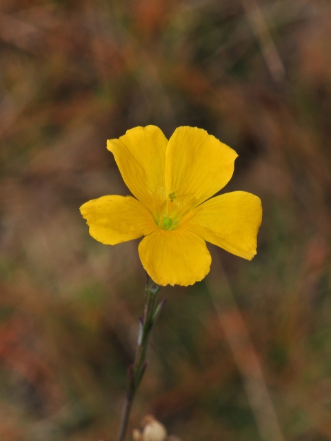 Carter's small-flowered flax is a one-foot-tall annual herb with five bright yellow-orange petals growing in Florida's pine rocklands.