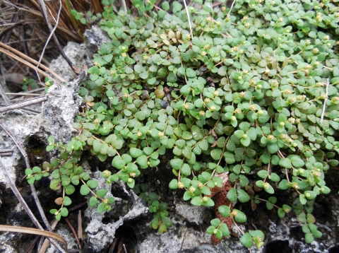 Deltoid spurge is a perennial herb with wiry stems and tiny wedge-shaped leaves that grow in mats over exposed limestone. It is only found in the rare pine rockland ecosystem of Miami-Dade County.