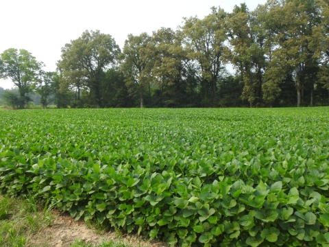 Soybean field with trees in the background