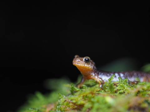 A Columbia torrent salamander on a mossy rock