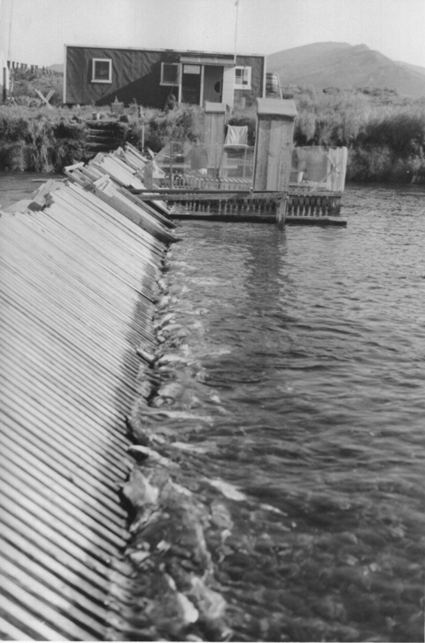 Fishing weir with dead salmon