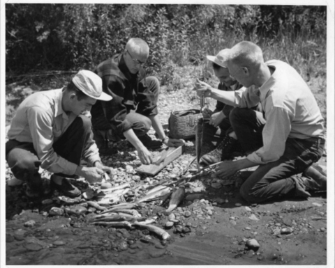 Weighing and measuring and taking scale samples from creel of the trout taken on the river