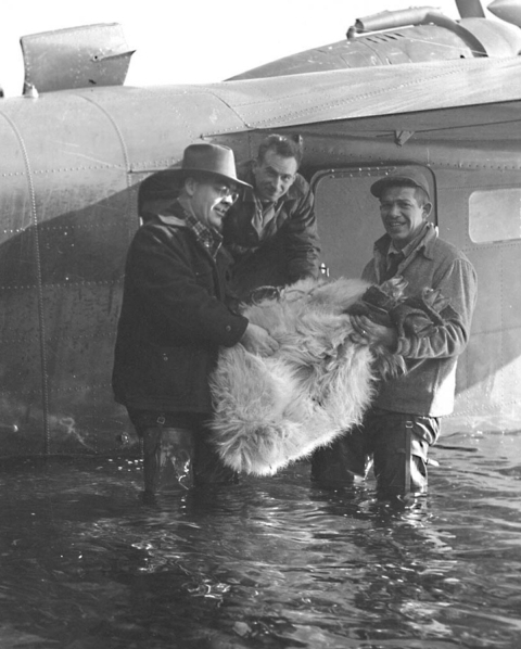 Three men holding a mountain goat by its feet by a seaplane