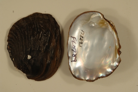 Mussel shell interior and exterior