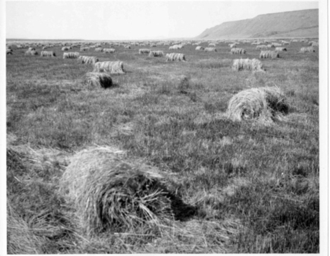 Haybales in meadow