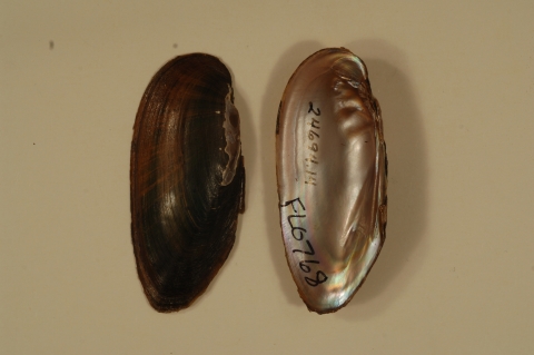 Mussel shell exterior and interior