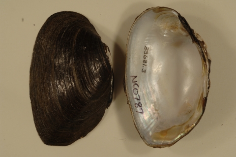 Mussel shell interior and exterior