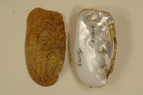 Mussel shell exterior and interior