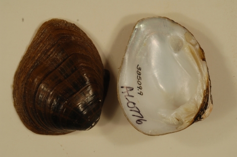 Mussel shell exterior and interior
