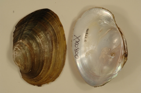 Mussel shell interior and exterior