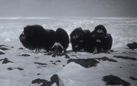 Four muskox in the snow