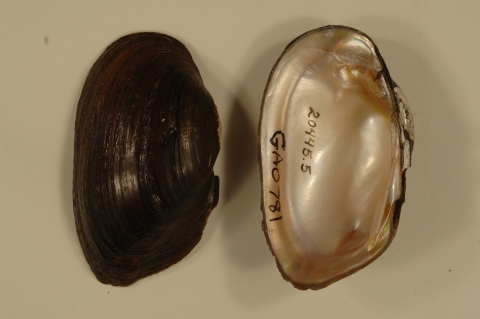Mussel shell interior and exterior