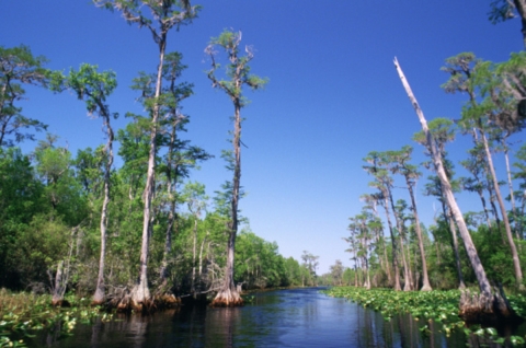 Bald Cypress swamp