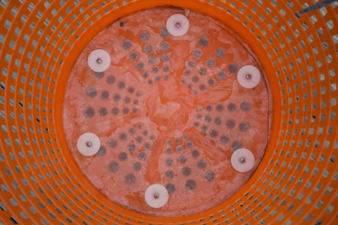 The inside of the basket showing the 150 micron mesh and stainless steel bolts and large nylon washers used to keep the mesh in place.