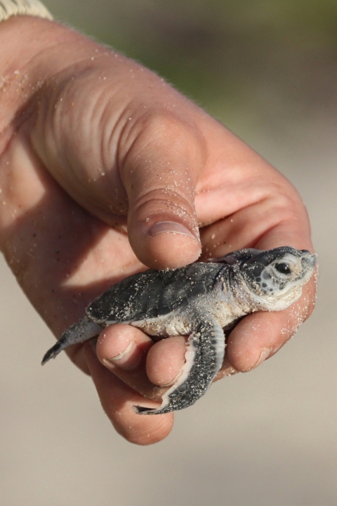 Green Sea Turtle hatchling