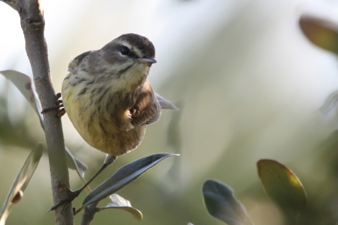Small bird with grey, white, and tan feathers perched on a branch.