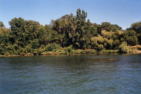 Photo of coastline with water in foreground and trees behind
