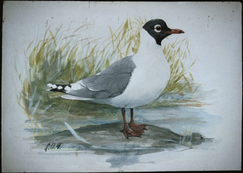 Franklin's Gull painting