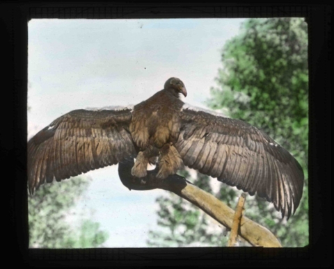 California condor (Gymnogyps californianus) perched with wings spread.