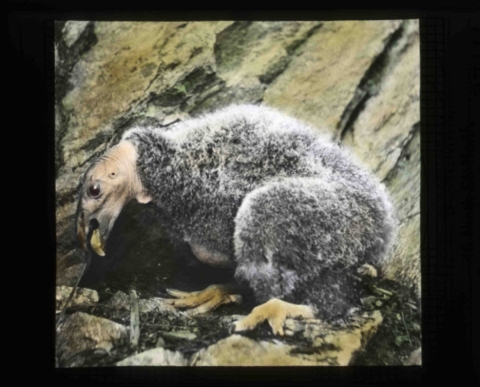 Young california condor (Gymnogyps californianus) covered in downy feathers in its cliffside nest.