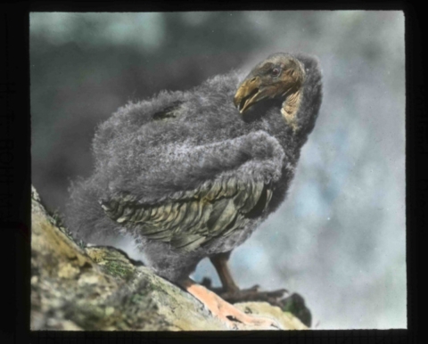 Young California condor (Gymnogyps californianus) perching cliffside