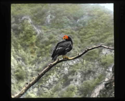 California condor (Gymnogyps californianus) perching on a dead limb in a tree.