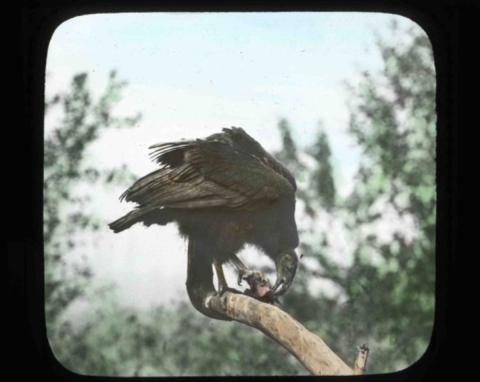 California condor (Gymnogyps californianus) eating