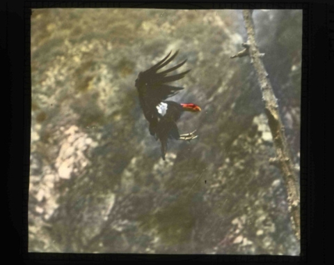 California condor (Gymnogyps californianus) in flight, preparing to land on pine tree.