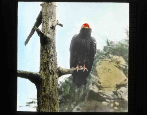 California condor (Gymnogyps californianus) perching on a snag.