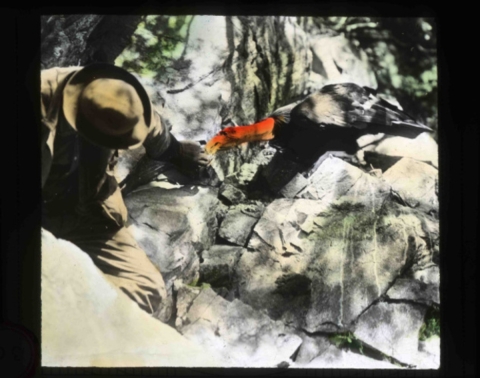 California condor (Gymnogyps californianus) and Herman Bohlman among the rocks Condor appears to be nipping at Bohlman's sleeve.