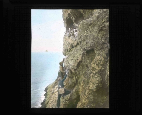 Two men, Finley and Bohlman, climbing a cliff to access Common Murres above them.