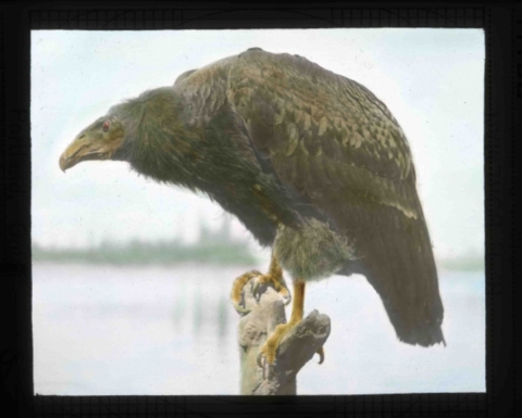 California condor (Gymnogyps californianus) perched on a snag.