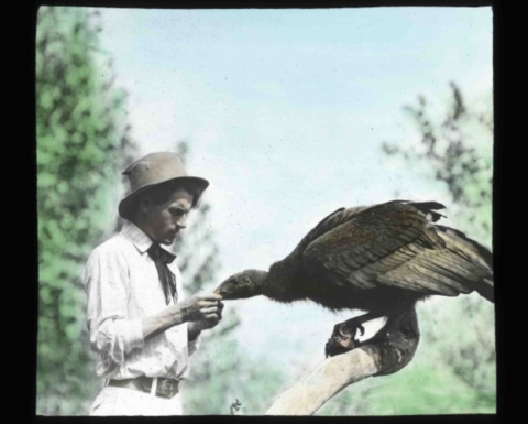 Man stands in front of and feeds California Condor (Gymnogyps californianus) perched on a dead tree limb.