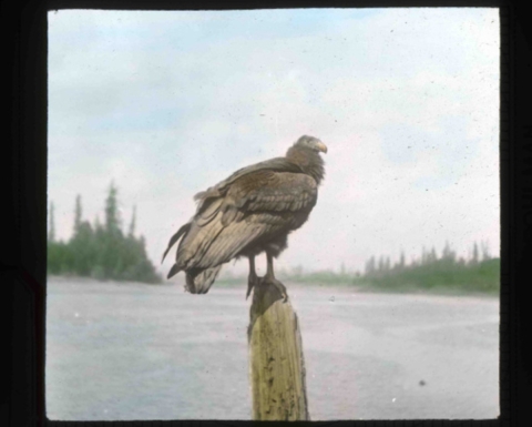 Fuzzy image of California condor (Gymnogyps californianus) perched on an old post surrounded by water.