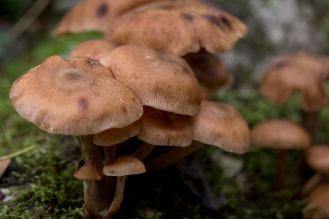 Armillaria Raspberry Armillaria | FWS.gov