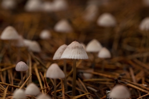 Small white-capped mushrooms poking through pine needle ground litter.